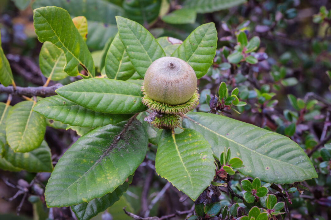 Tanoak or tanbark-oak, is an evergreen tree in the beech family found in Van Damme State Park, California