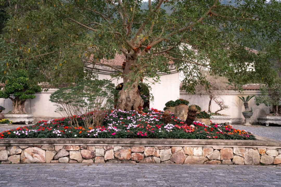 A tree in the arrivals courtyard at Legacy Yen Tu in Northern Vietnam