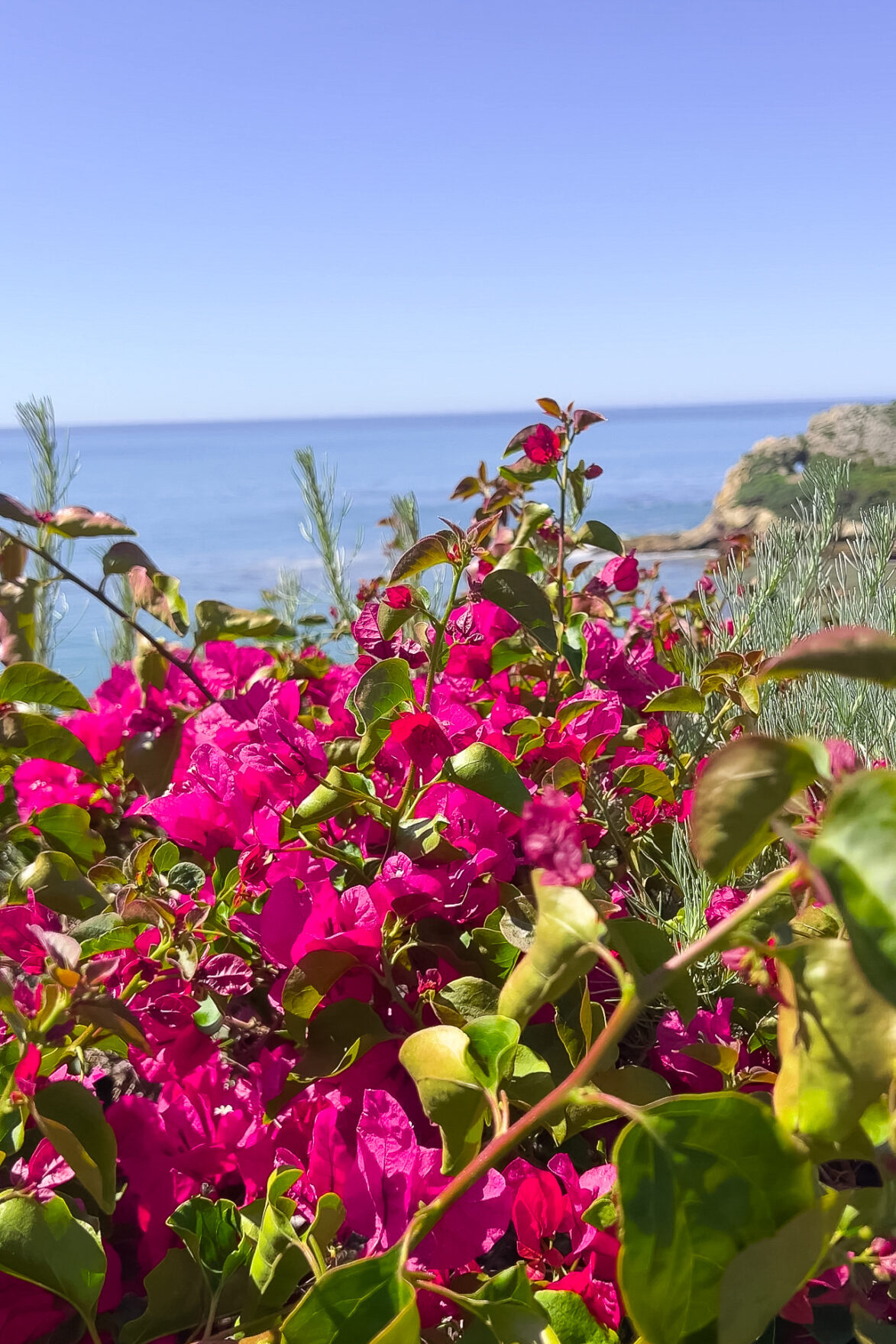 Pink flowers in bloom near Pirate's Cove Cave in San Luis Obispo, California
