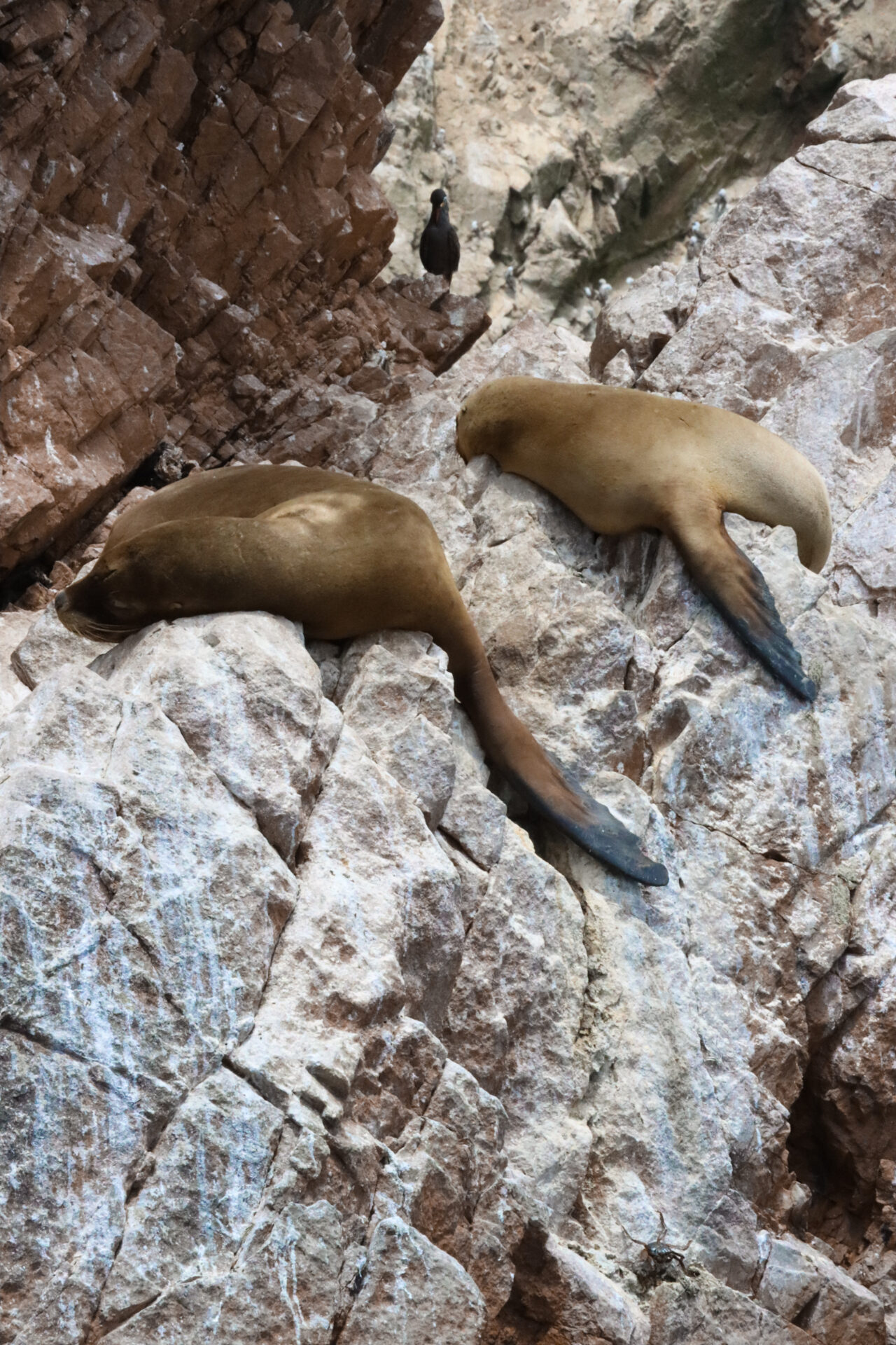 Two seals sleeping on rocks near the Ballestas Islands in Peru