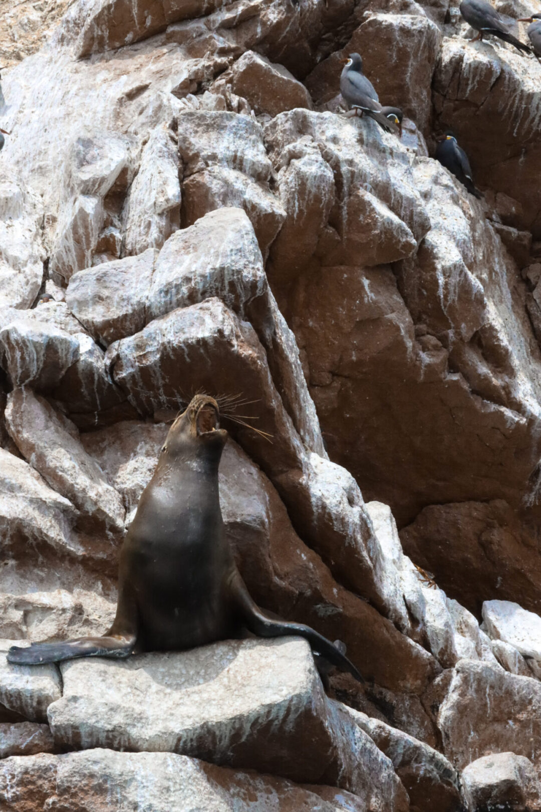 A sea lion screaming up at a bird from a rock on top of the Ballestas Islands in Peru
