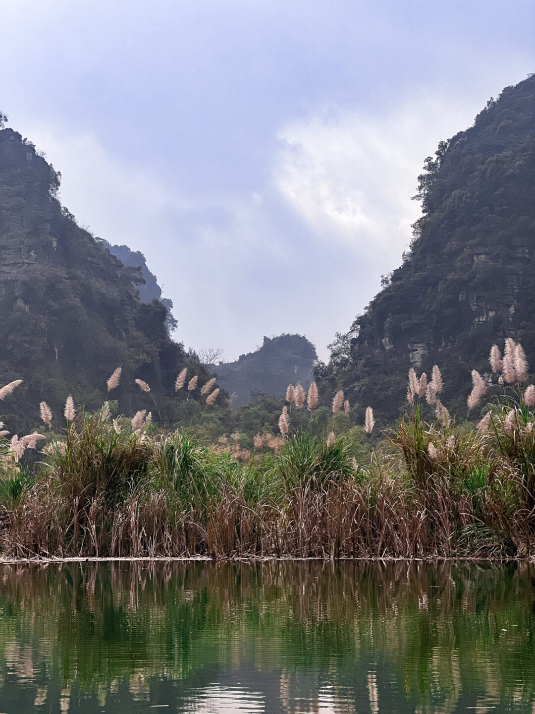 Native flowers dotting the shoreline near the Trang An Boat Departures area in Ninh Binh, California
