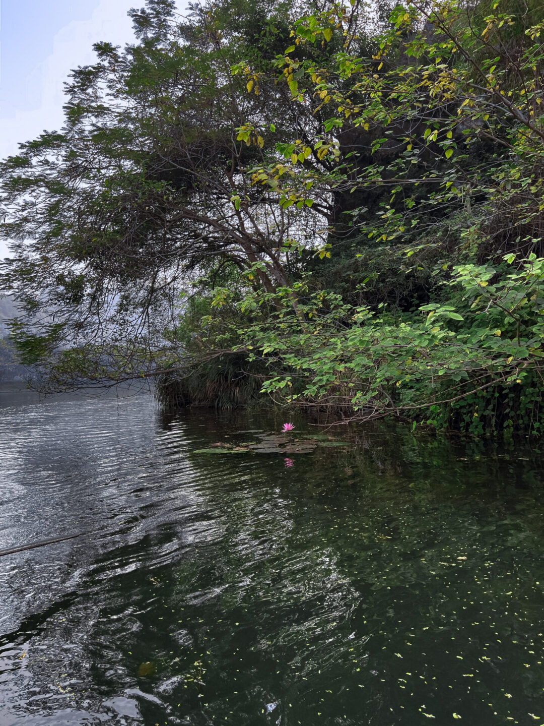 A pink flower among a set of lily pads at the start of the Route Two boat tour in Trang An Landscape Complex in Vietnam