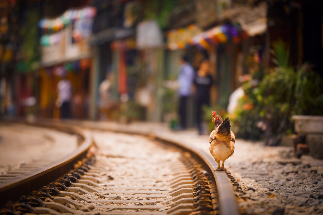 A lone rooster standing along the train track known as Train Street in Hanoi's Old Quarter in Vietnam
