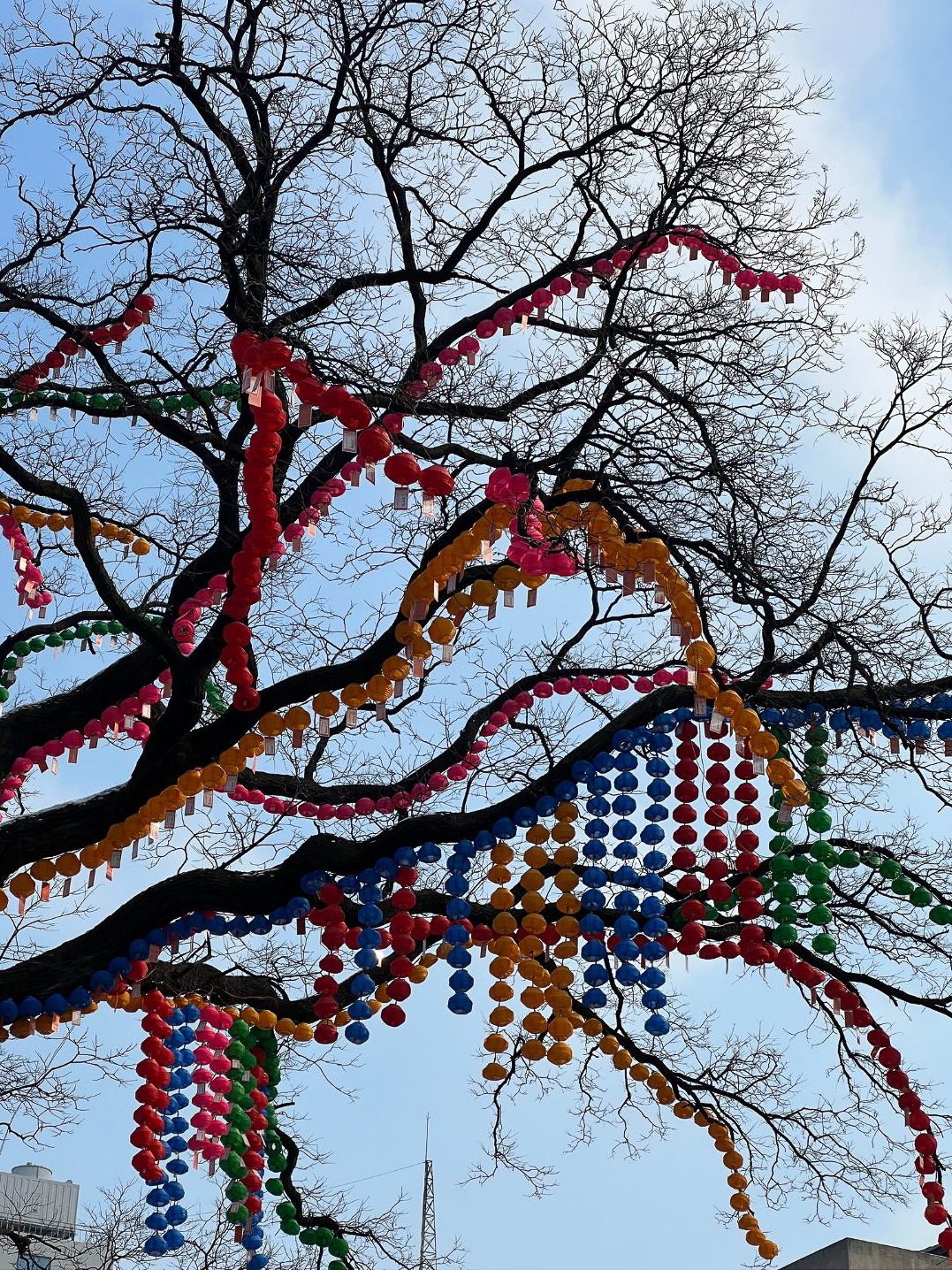 A lantern strewn tree next to Jogyesa Temple in Seoul, South Korea