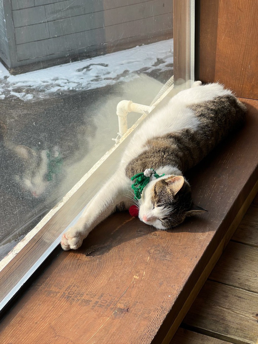 A cat lounging near a window, with snow in the background outside in Seoul, South Korea