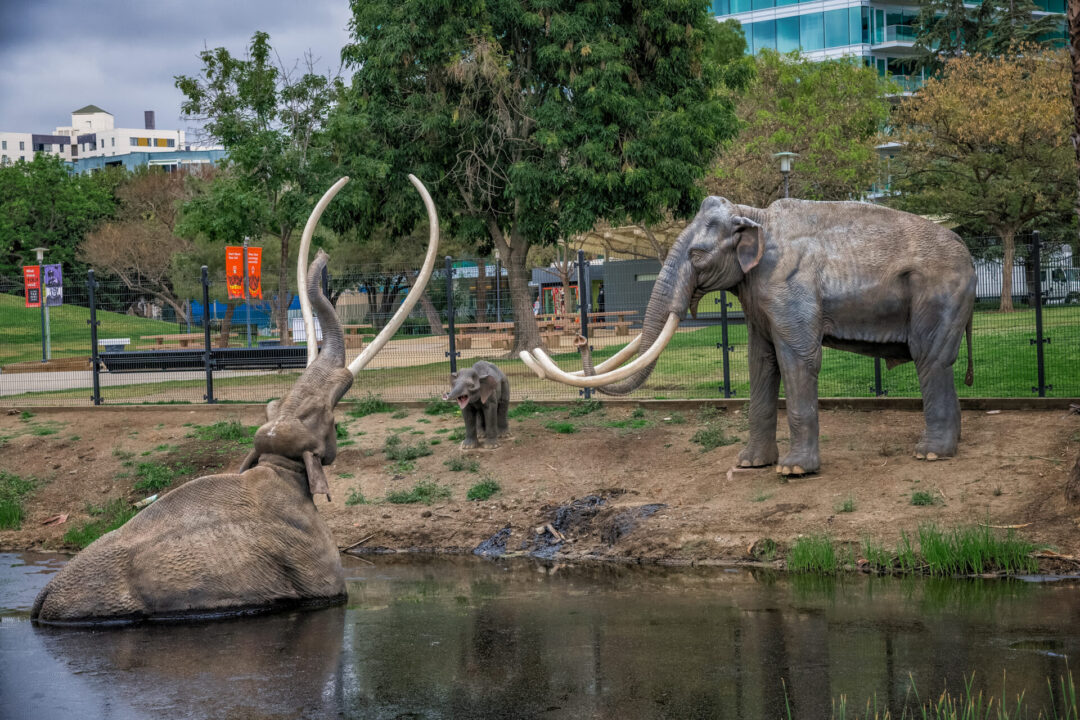 The Lake Pit at the Los Angeles La Brea Tar Pits shows a depiction of a mammoth being trapped in tar