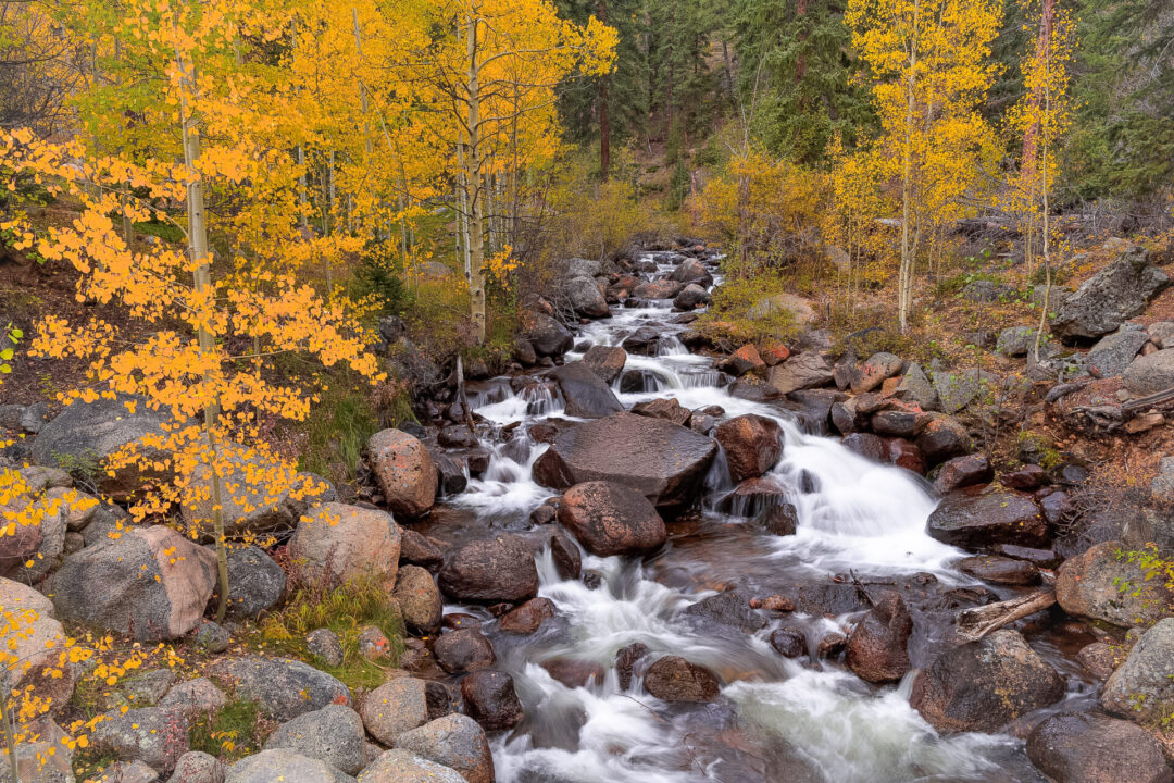 Autumn leaves hanging on Aspen trees surrounding a creek inside Guanella Pass Scenic Byway in Colorado, USA