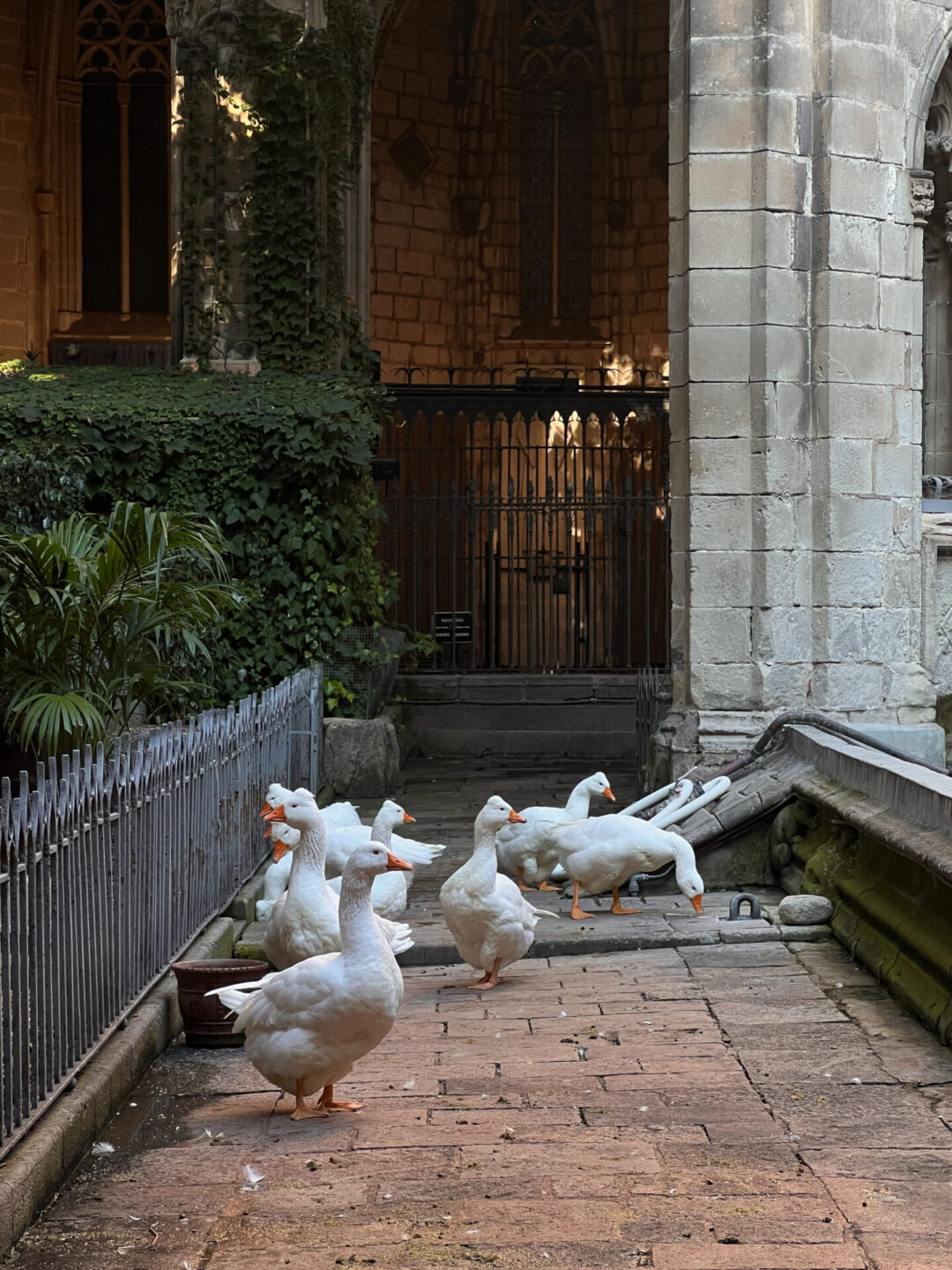 A group of thirteen geese inside the cloister of Barcelona Cathedral in Spain
