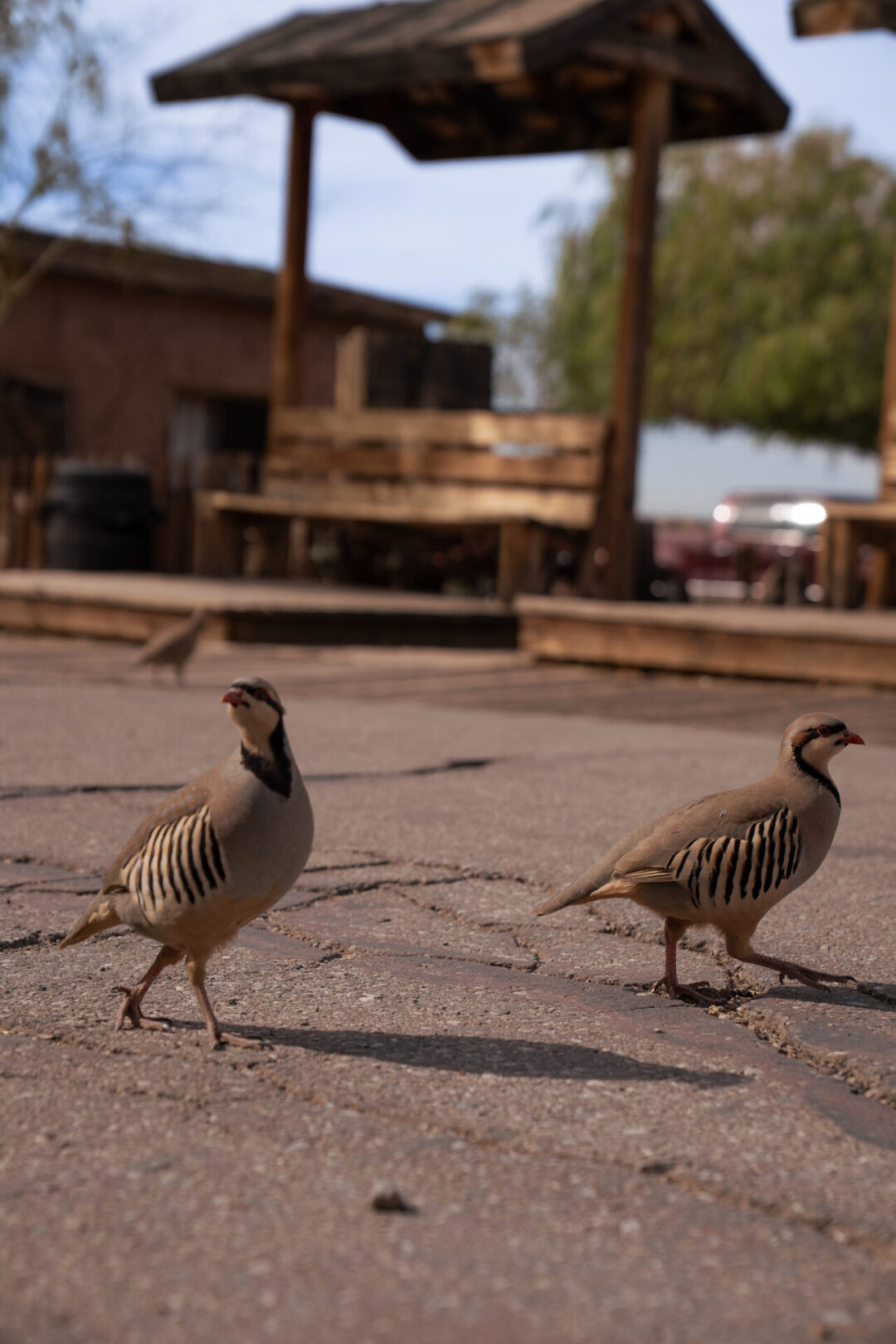 Two chukars walking along a paved path in Calico Ghost Town in California