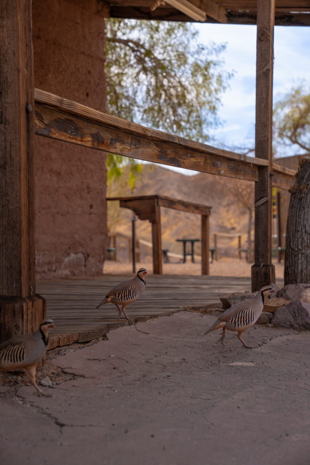 Three chukars searching for food near a storefront in Calico Ghost Town in California