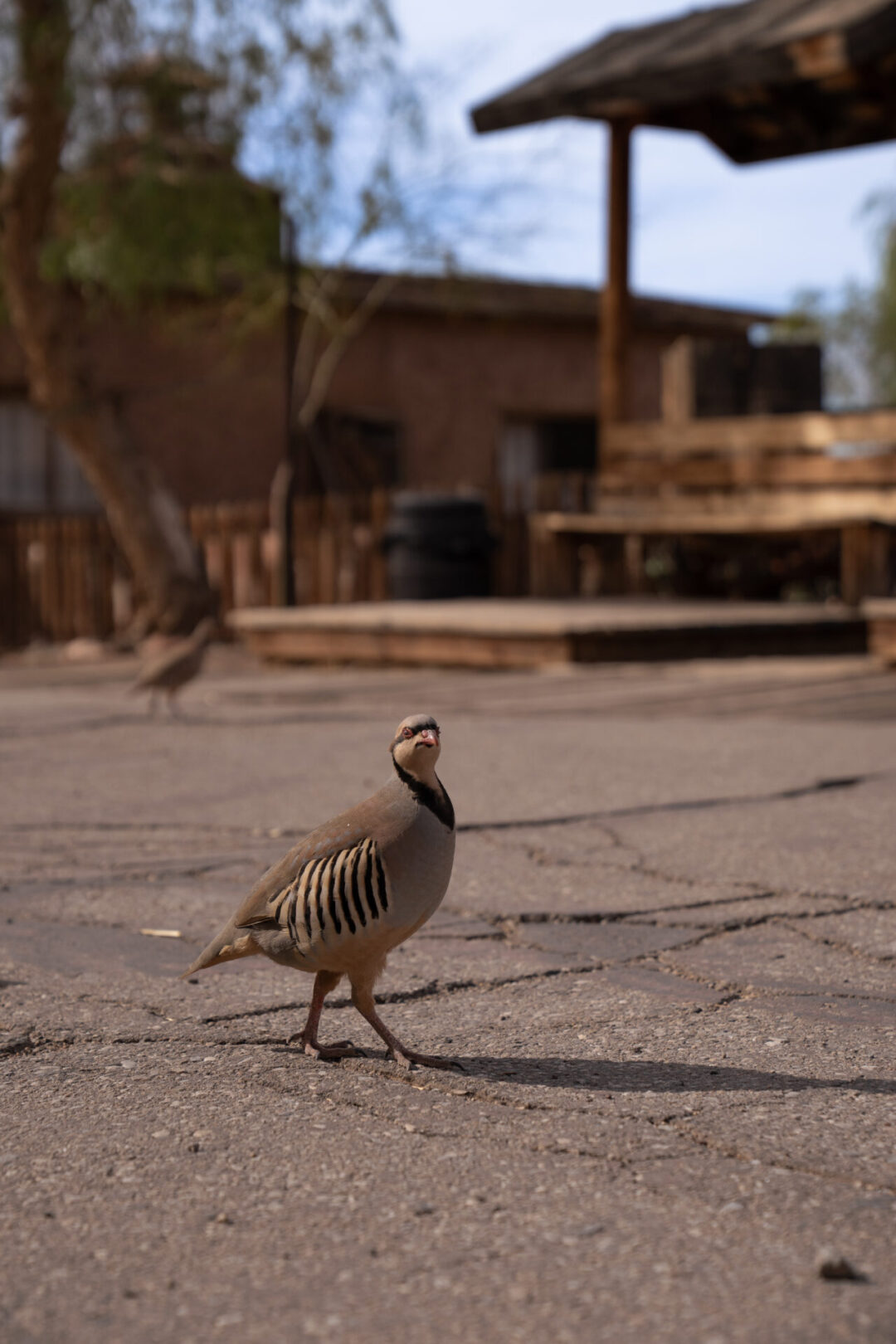 A chukar staring at the camera Calico Ghost Town in California