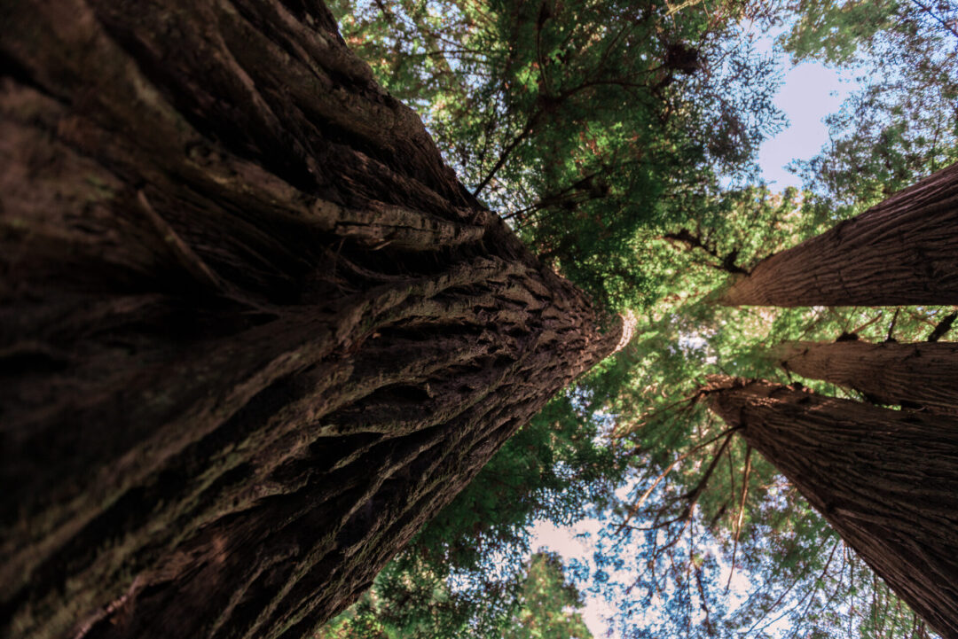 A view upwards toward the canopy above with rough bark along the trunks of a few of the towering trees of Avenue of the Giants, California, USA