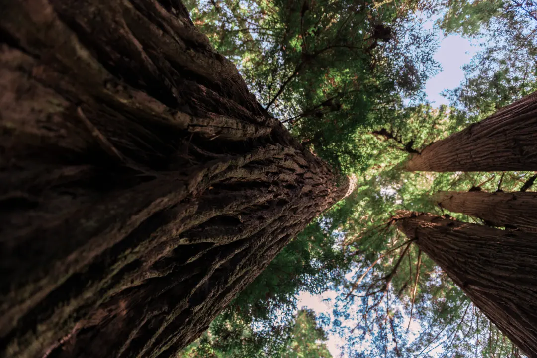 A view upwards toward the canopy above with rough bark along the trunks of a few of the towering trees of Avenue of the Giants, California, USA