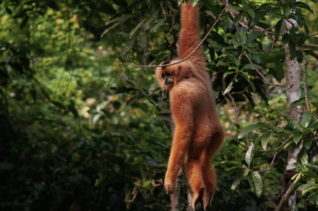 Things to do in Ninh Binh: A gibbon hanging from a tree branch in Cuc Phuong National Park near Ninh Binh, Vietnam
