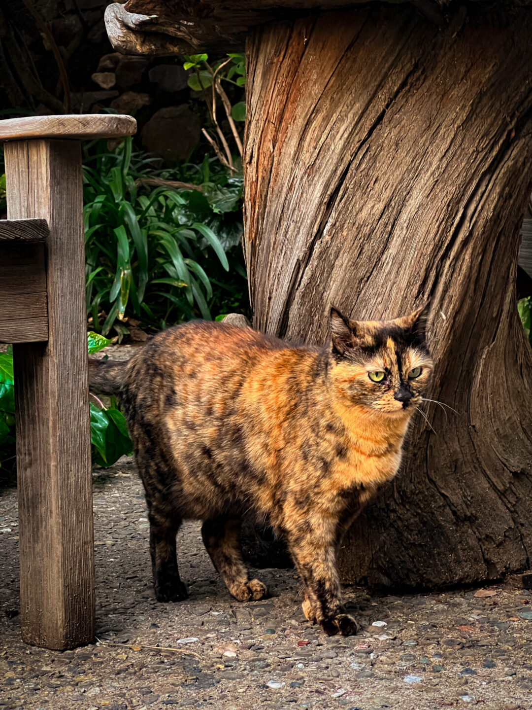 Weekend in Big Sur: A black and orange spotted cat with green eyes standing underneath a table and chairs outside Deetjen's Inn and Restaurant in Big Sur, California
