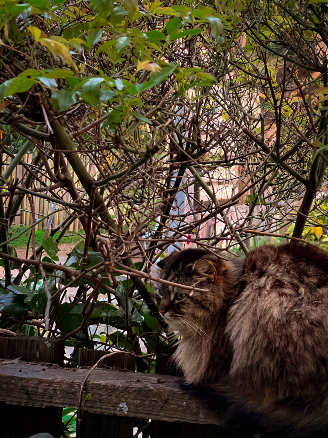 A grey cat sitting on top of a fence outside of Deetjen's Inn and Restaurant in Big Sur, California