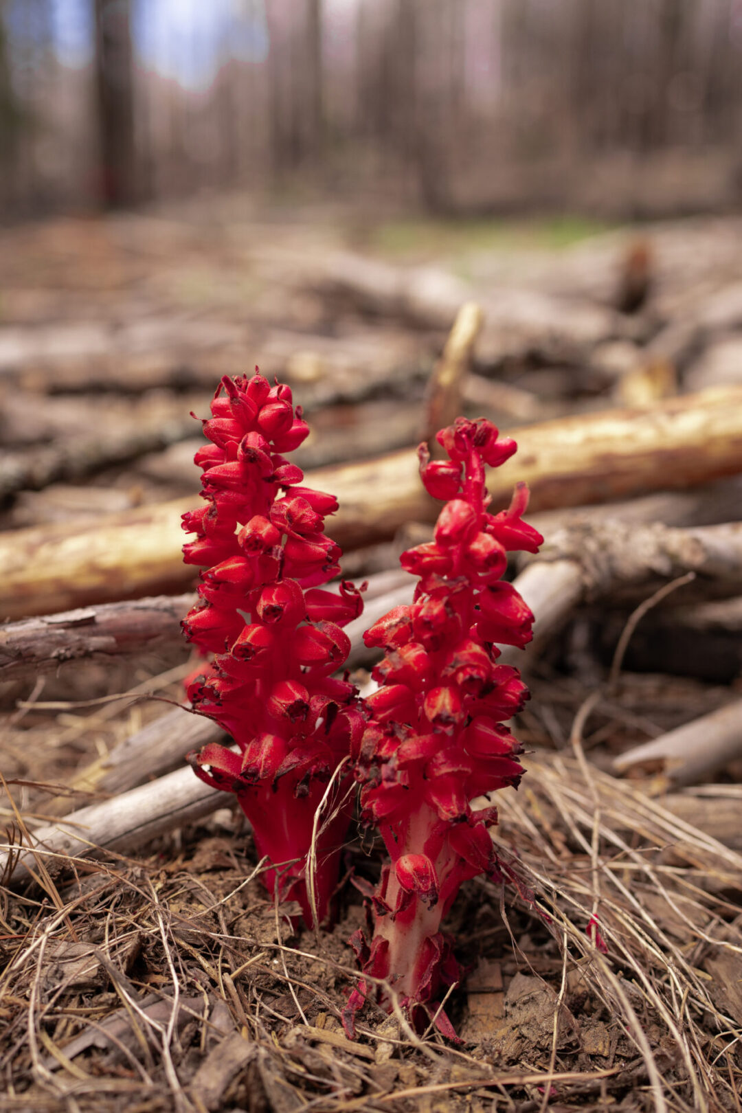 A red snowplant at the Marpiosa Grove of Giant Sequoias in Yosemite National Park