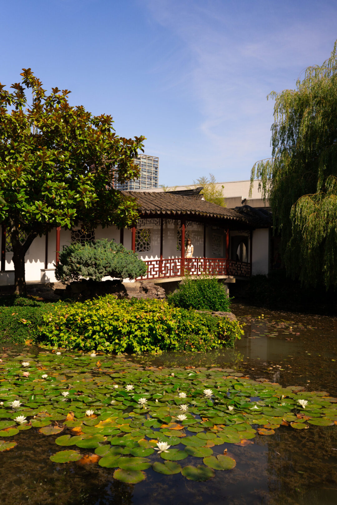 Travel Blogger Jordan Gassner peering into a lake within the Dr. Sun Yat-Sen Classical Chinese Garden in Chinatown in Vancouver, Canada