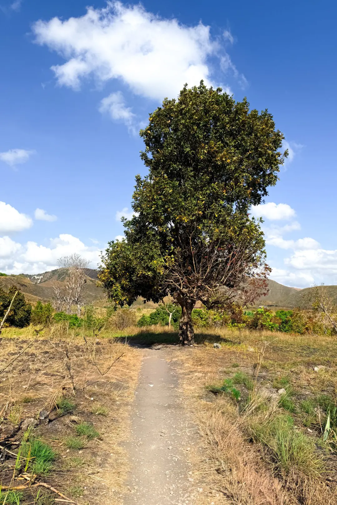 A remote path leading up to a tree in the savannah of East Sumba Regency in Sumba, Indonesia