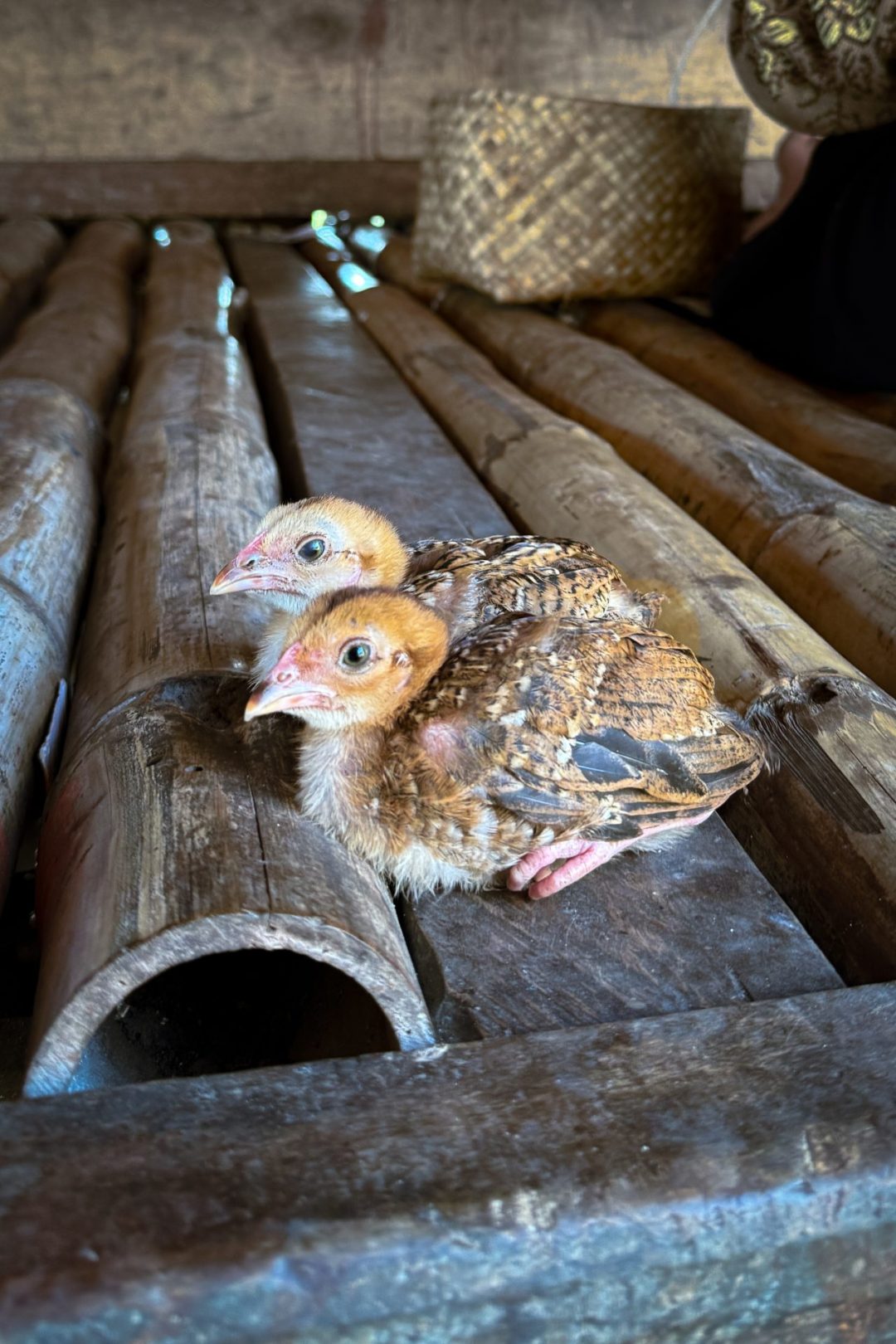 Two chicks sitting on a landing of a traditional home in Sumba, Indonesia