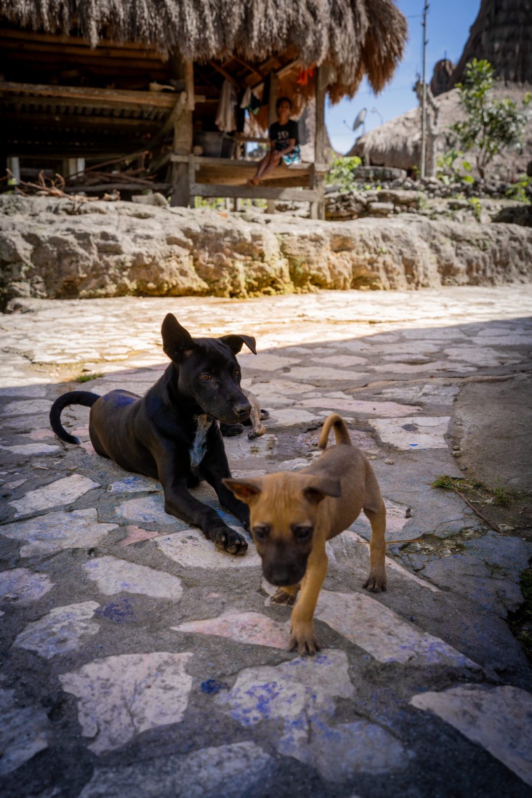 Two dogs hanging out in the shade in the village of Prai Ijing in Sumba, Indonesia