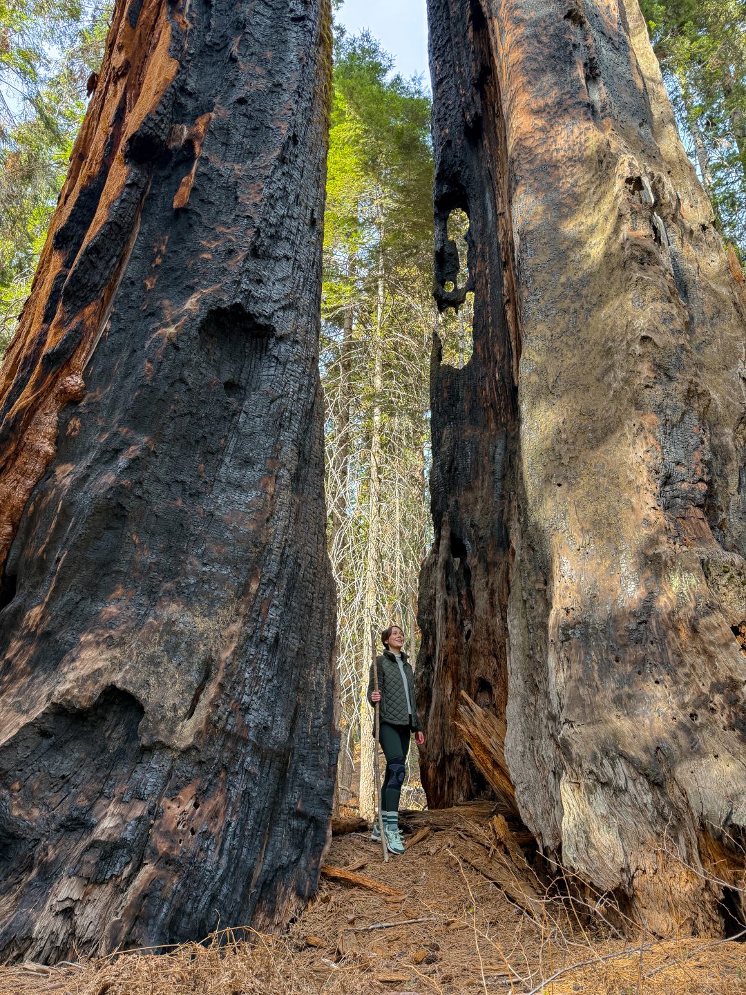 Travel Blogger Jordan Gassner in between two giant seqouoias while holding a walking stick during a Sequoia National Park Trip