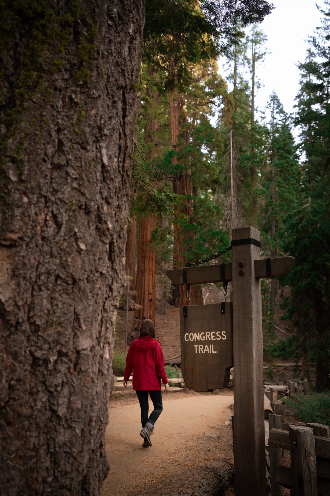 A guide to Sequoia's best trails: Travel Blogger Jordan Gassner walking along a path near a sign reading Congress Trail 