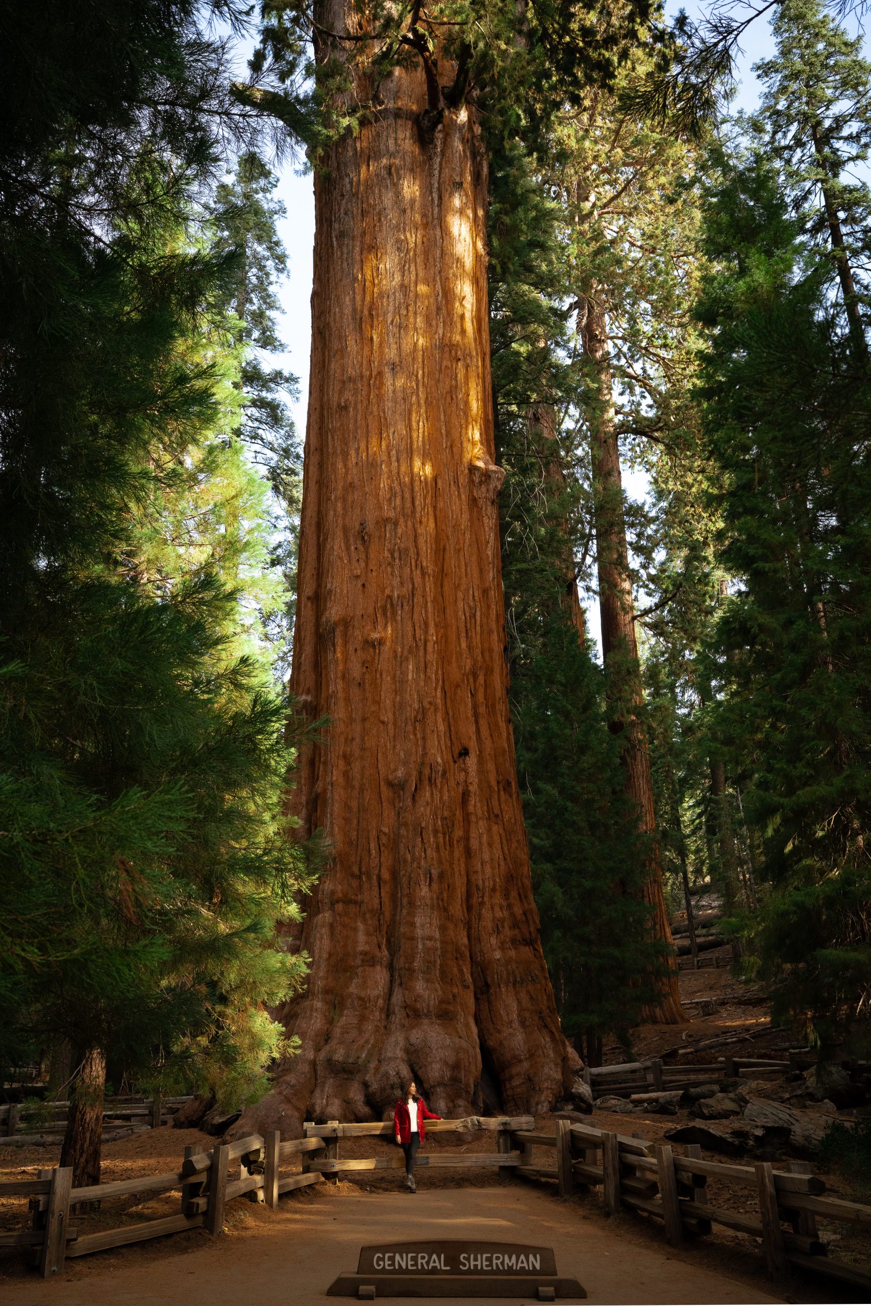 A First-Timer’s Guide to Sequoia’s Best Trails