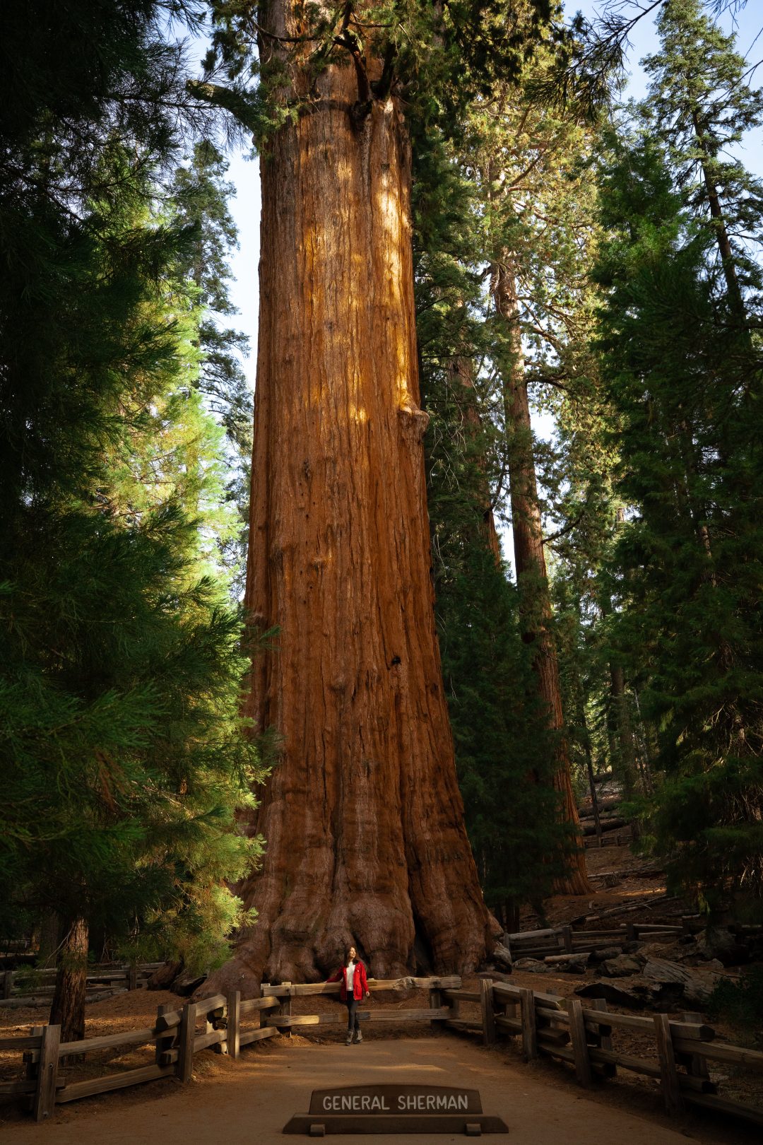 Travel Blogger Jordan Gassner looking over her shoulder while standing at the base of General Sherman in Sequoia National Park