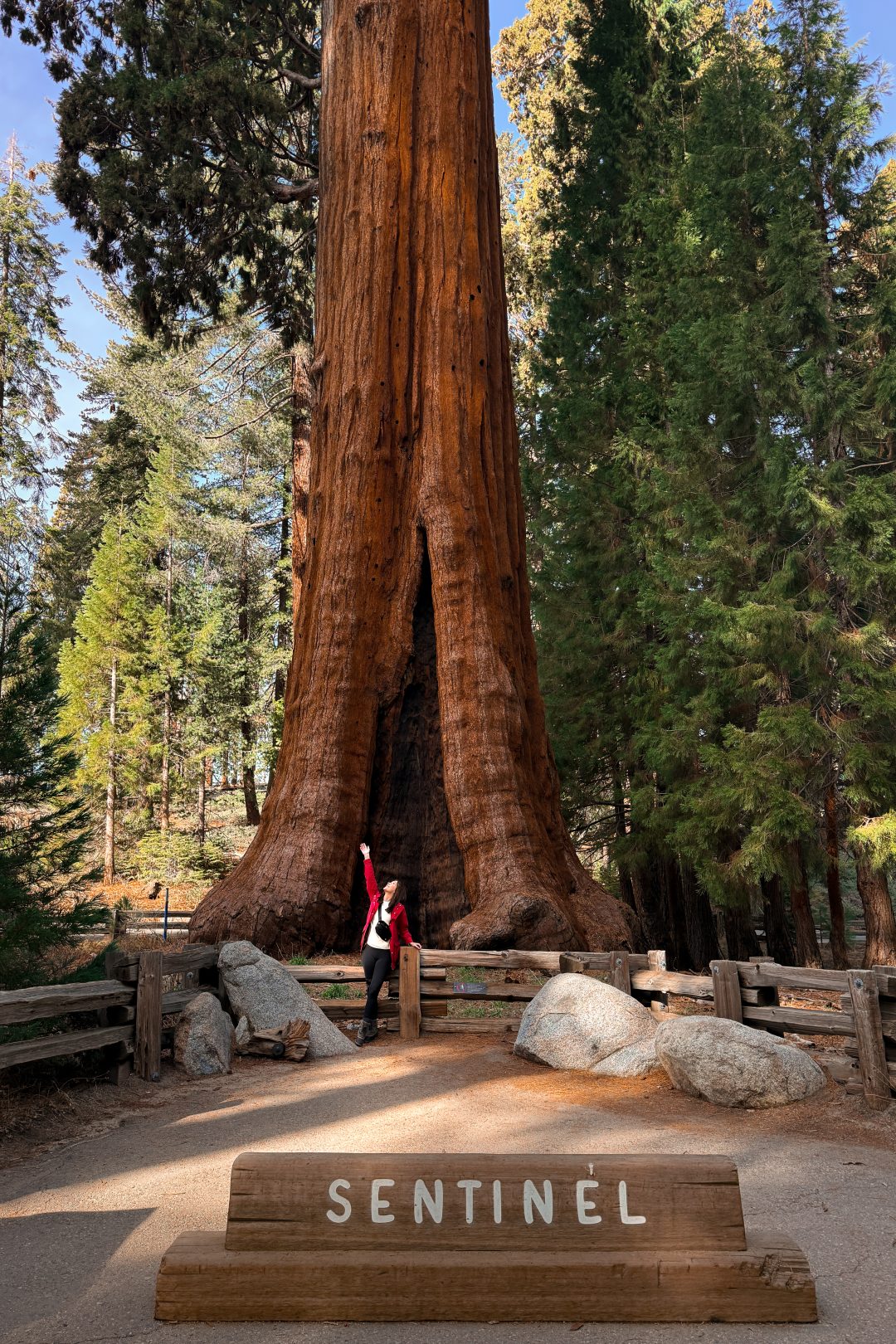 Travel Blogger Jordan Gassner standing at the base of the Sentinel Tree in Sequoia National Park Trip
