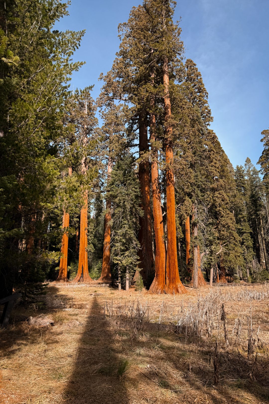 A grove of sequoias inside Sequoia National Park, California, USA