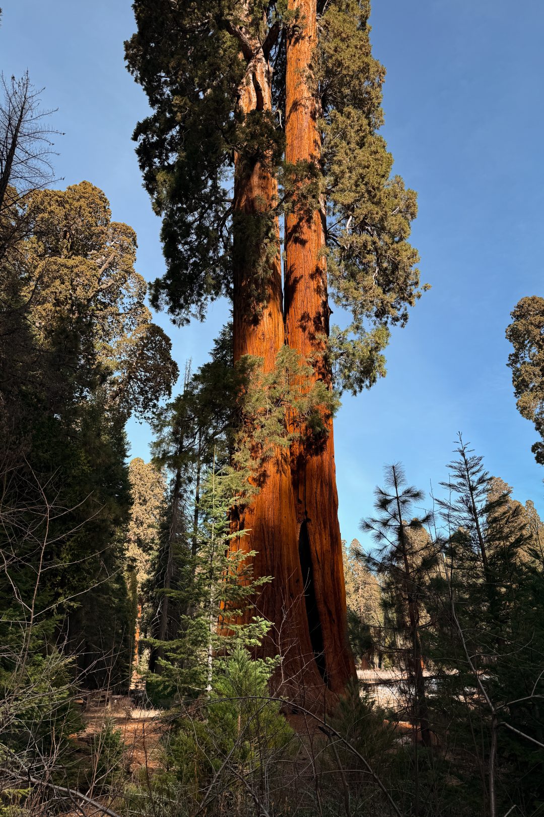 A twin giant sequoias inside Sequoia National Park in California, USA