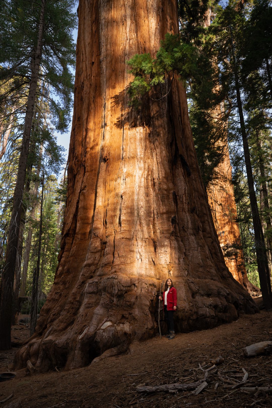Guide to Sequoia's Best Trails: Travel Blogger Jordan Gassner holding a walking stick and standing at the base of the President Tree