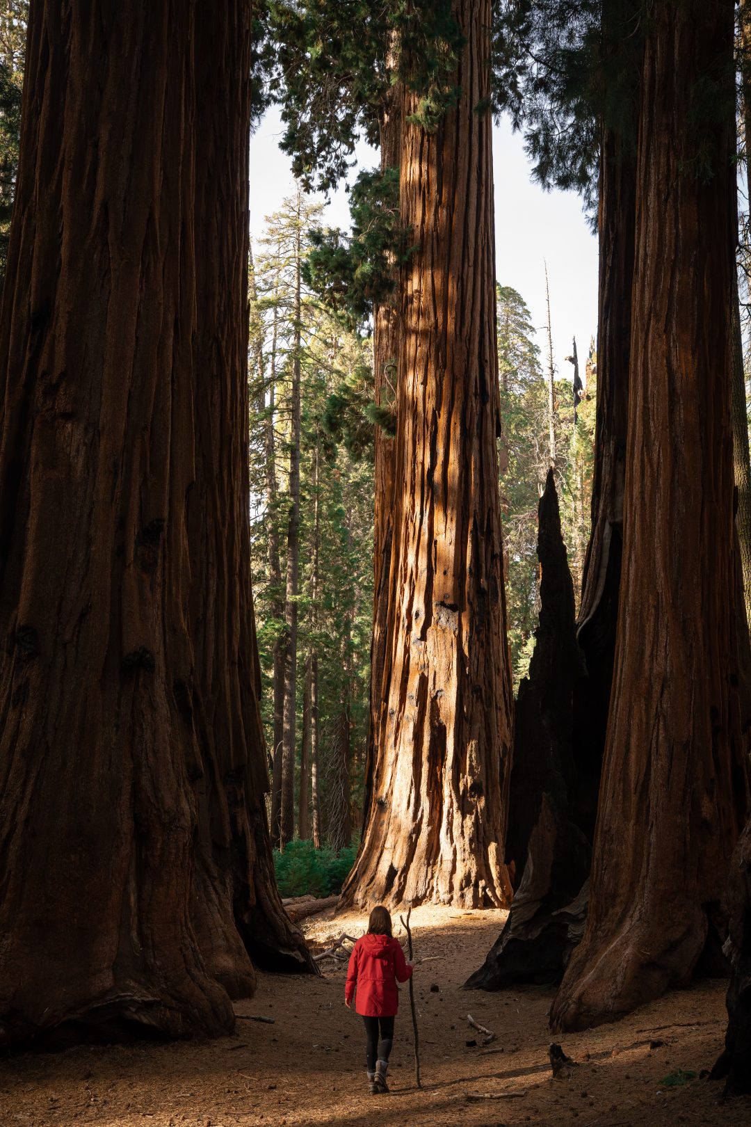 Guide to Sequoia's Best Trails: Travel Blogger Jordan Gassner using a walking stick to approach the Senate Group along Congress Trail