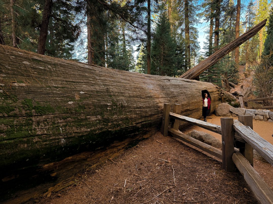 Guide to Sequoia's Best Trails: Travel Blogger Jordan Gassner walking through a hole cut into a fallen sequoia
