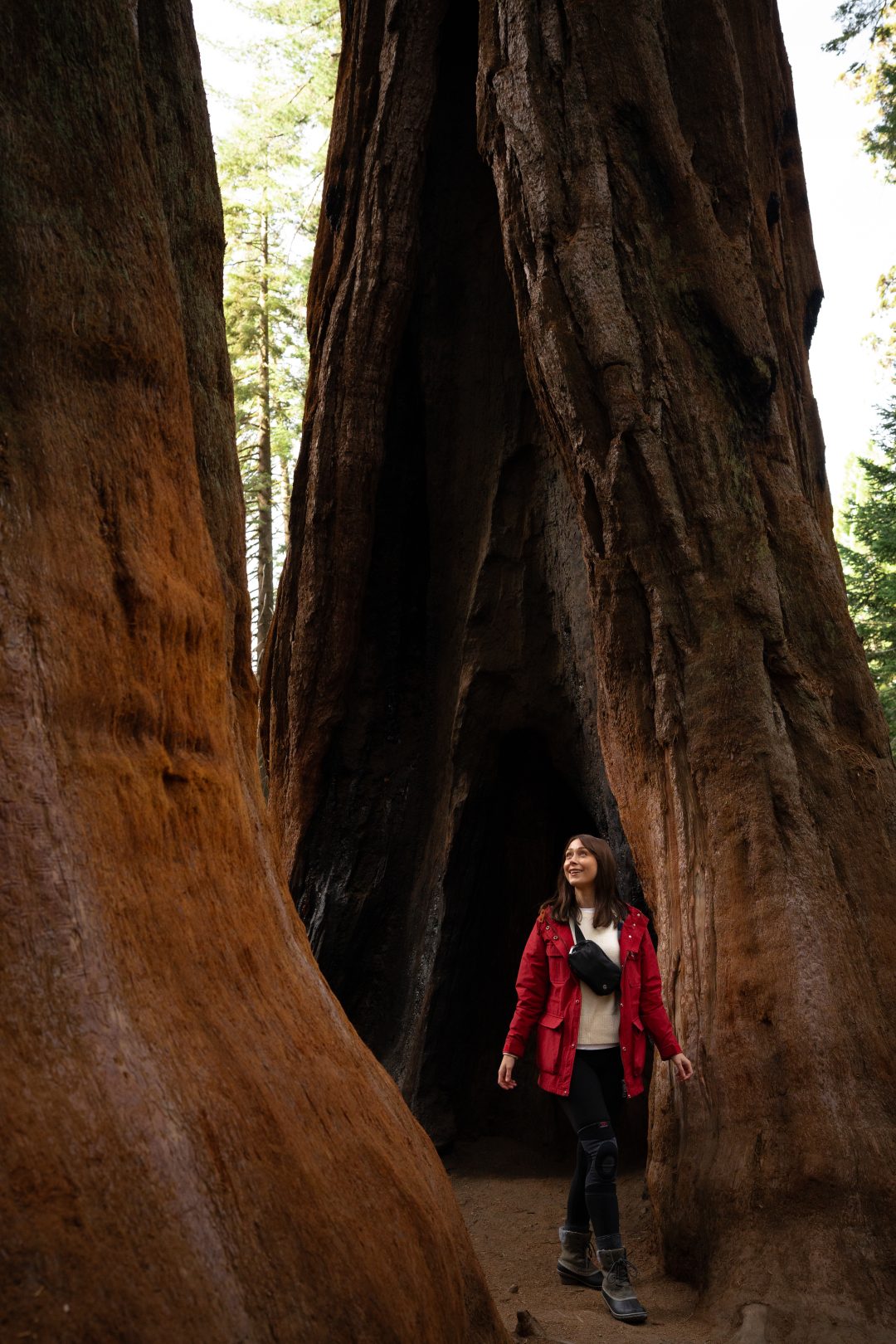 Travel Blogger Jordan Gassner in walking in between two giant sequoias inside Sequoia National Park