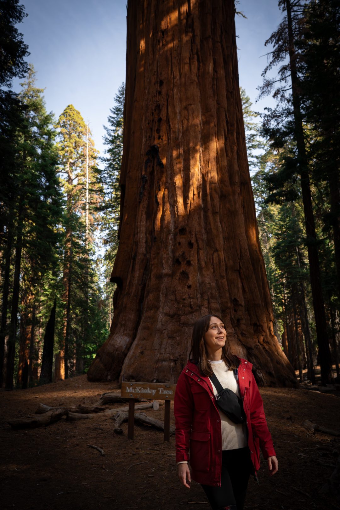 Travel Blogger Jordan Gassner walking by the McKinley Tree along Congress Trail during her first time in Sequoia National Park 