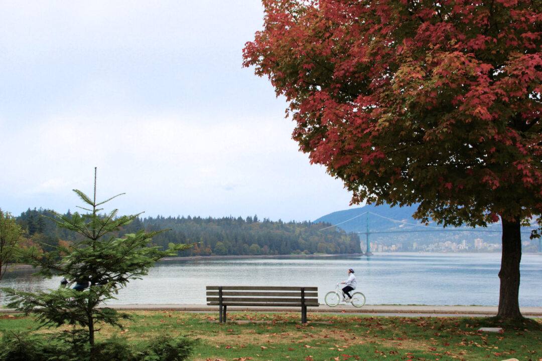 A bicyclist riding along a path of the seawall in front of a bench and a red tree with a view of Lions Gate Bridge in the background in Vancouver, Canada