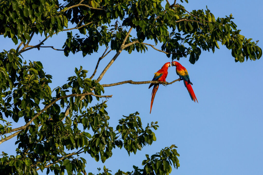 Two Scarlet Macaws on a branch in Costa Rica