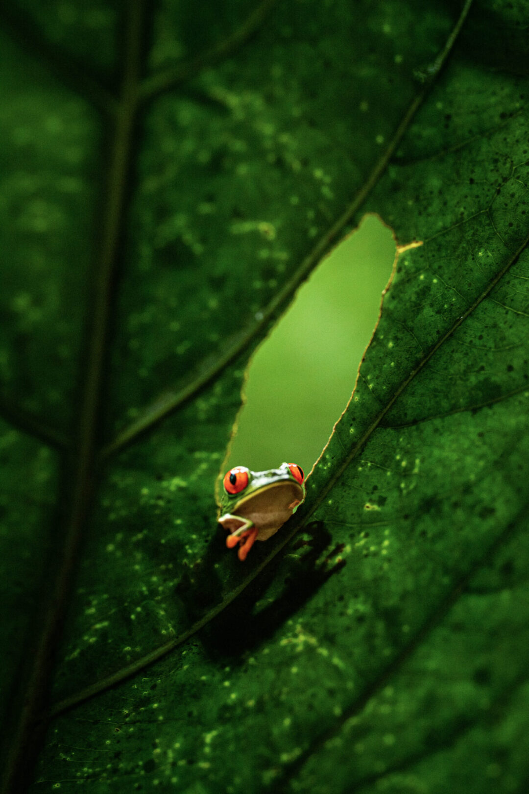 A red eyed frog from Costa Rica