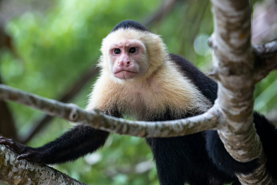 A monkey from Costa Rica