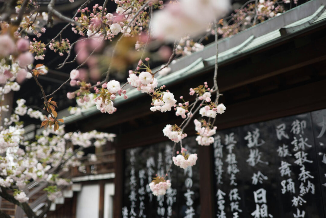 10 Best Solo Travel Countries For First-Timers: Cherry blossoms over a shrine in Japan