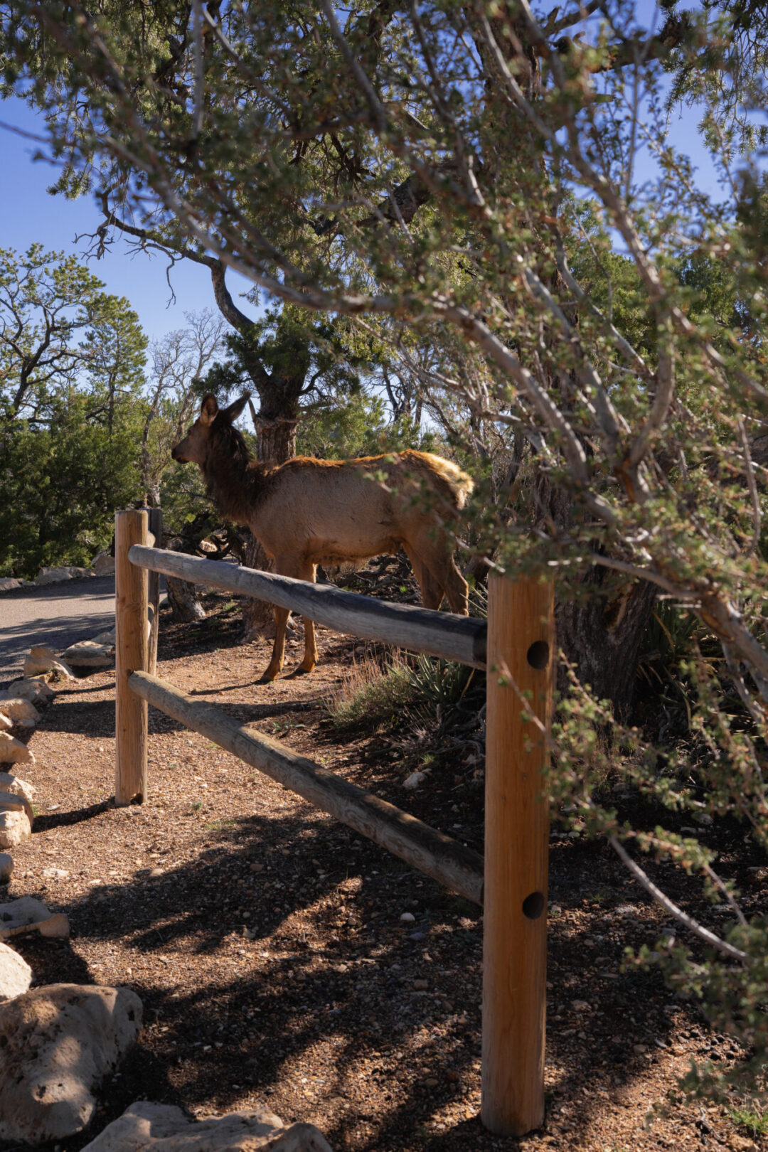 An elk near a trail at Mohave Point in the Grand Canyon