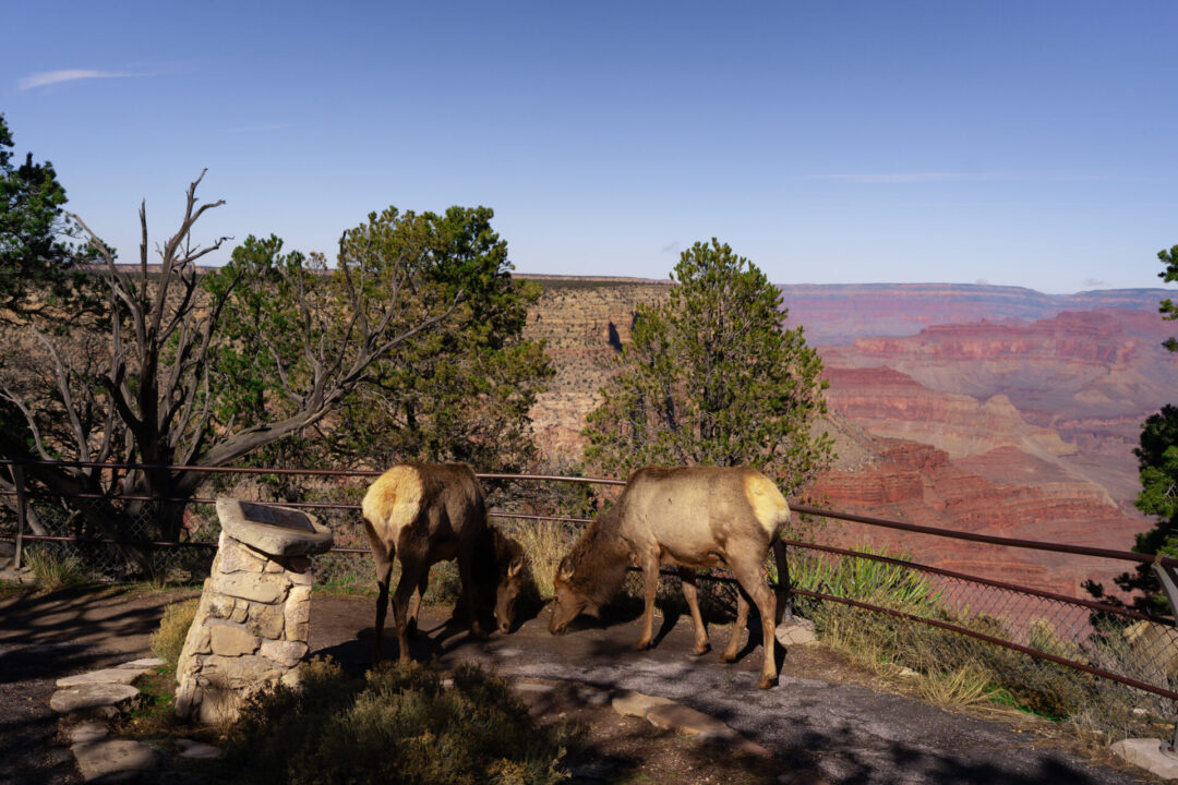 Grand Canyon Mistakes to Avoid: Getting to close to the animals. A photo of elk grazing on the grass at Hermit's Rest in the Grand Canyon