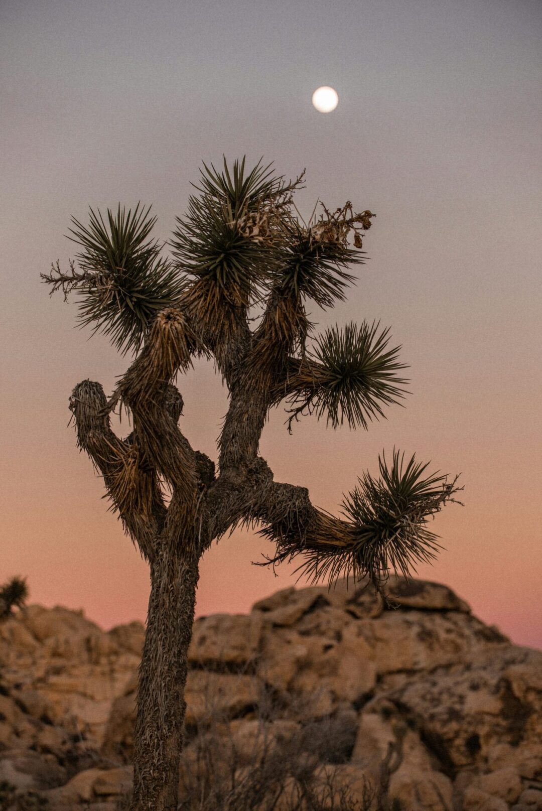 A lone Joshua Tree in front of a rocky hill at sunset in Joshua Tree National Park, one of the best weekend trips from Los Angeles