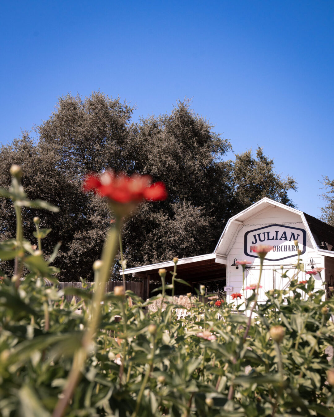 A field of red flowers in front of a white barn reading "Julian Apple Orchards" in Julian, California, one of the best weekend trips from Los Angeles