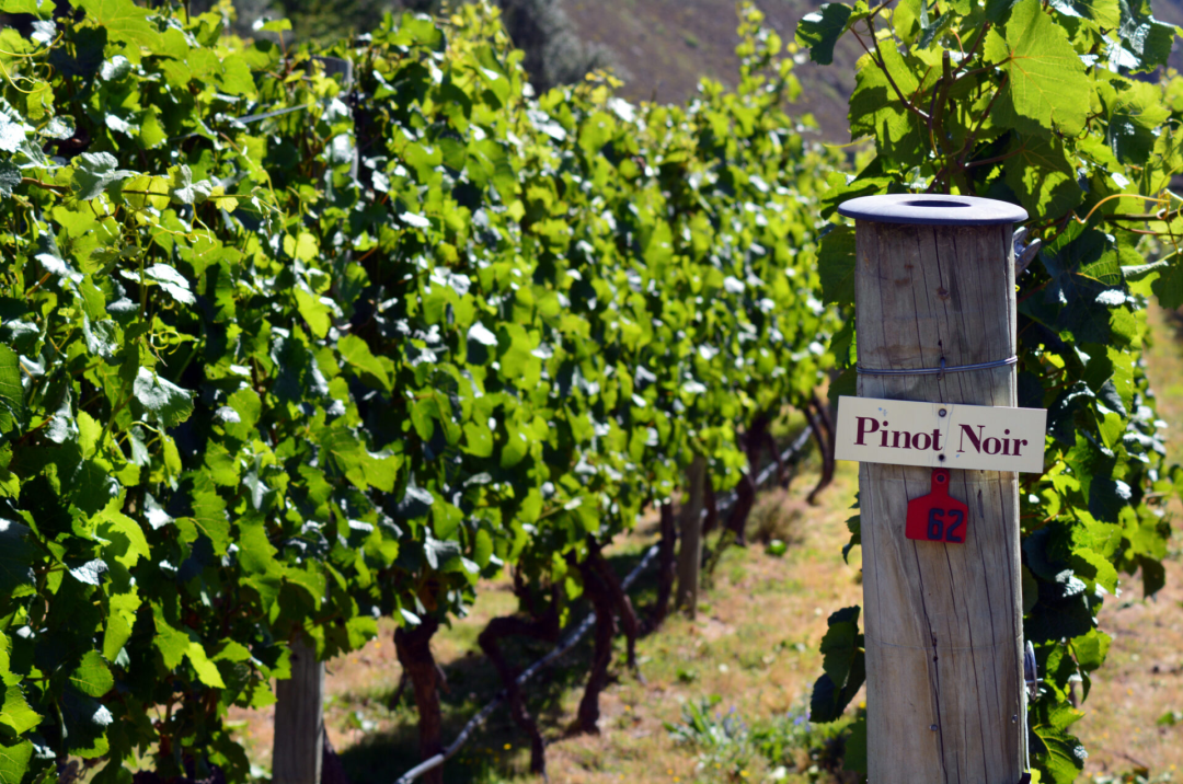 A few rows of vineyards with a sign reading "Pinot Noir" in the Gibbston Valley near Queenstown, New Zealand