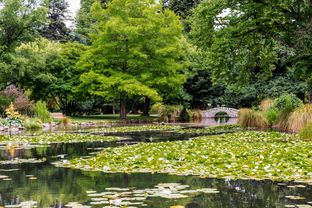A view of a bridge and small lake in Queenstown's botanical garden in New Zealand