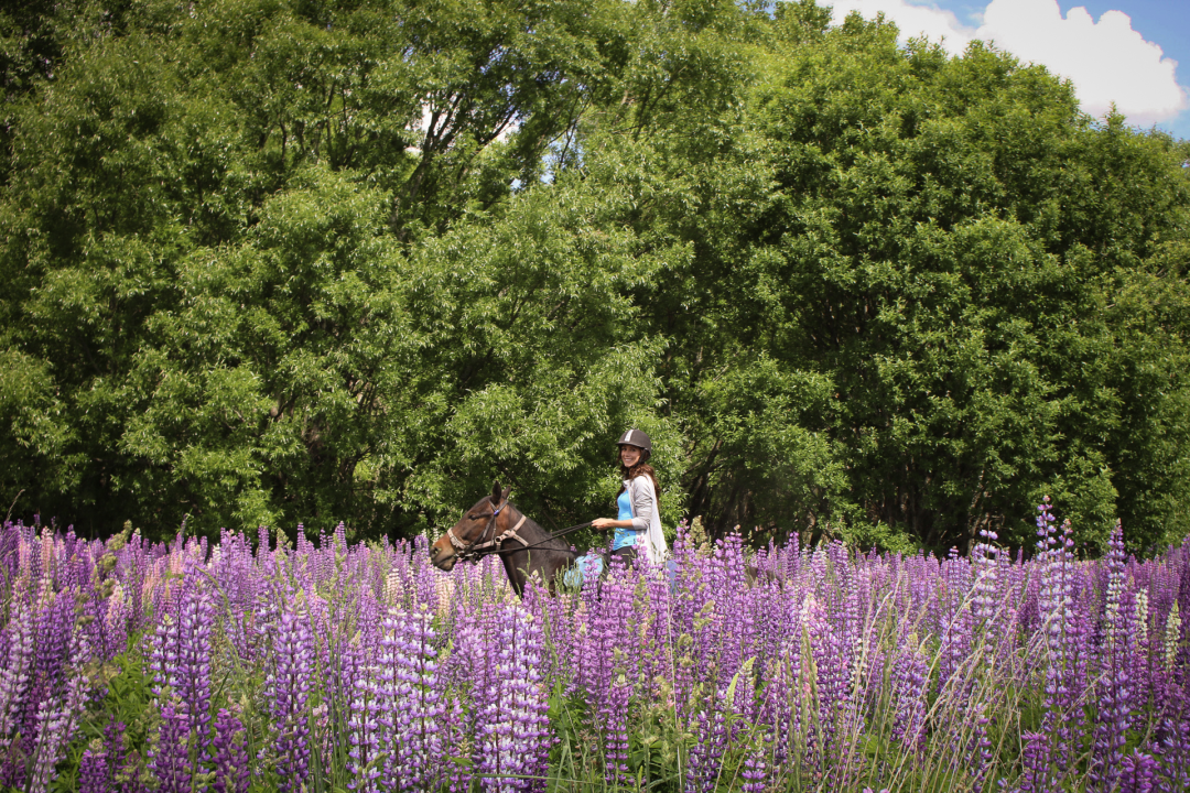 Travel Blogger Jordan Gassner riding a horse through lupin fields in the Rees Valley near Queenstown, New Zealand
